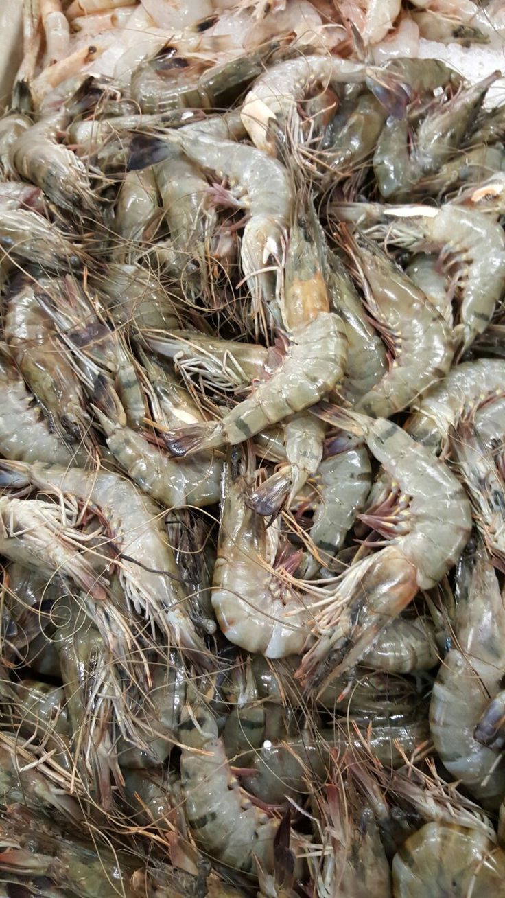 Ekspor Udang dan Rempah Indonesia Terancam: AS Terapkan Aturan Ketat karena Isu Radioaktif